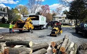 Pest Control for Lawns in Bridgeport, PA