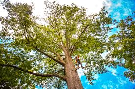 Best Tree and Shrub Care  in Bridgeport, PA
