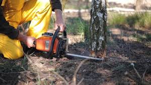 Best Emergency Tree Removal  in Bridgeport, PA