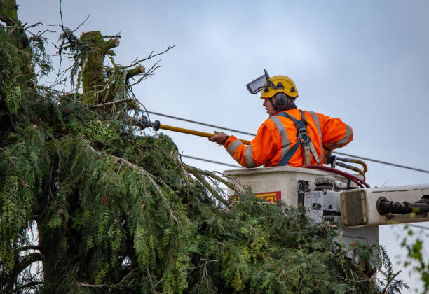 Best Lawn Dethatching  in Bridgeport, PA