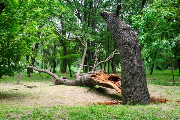 Best Tree Disease Treatment  in Bridgeport, PA