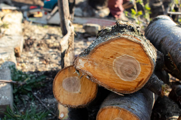 Best Storm Damage Tree Cleanup  in Bridgeport, PA