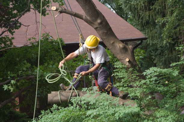 Professional Tree Care in Bridgeport, PA