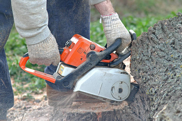 Best Tree Maintenance Programs  in Bridgeport, PA