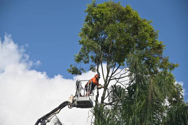 Best Lawn Renovation and Restoration  in Bridgeport, PA