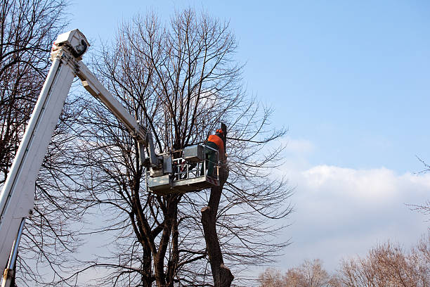 How Our Tree Care Process Works  in  Bridgeport, PA