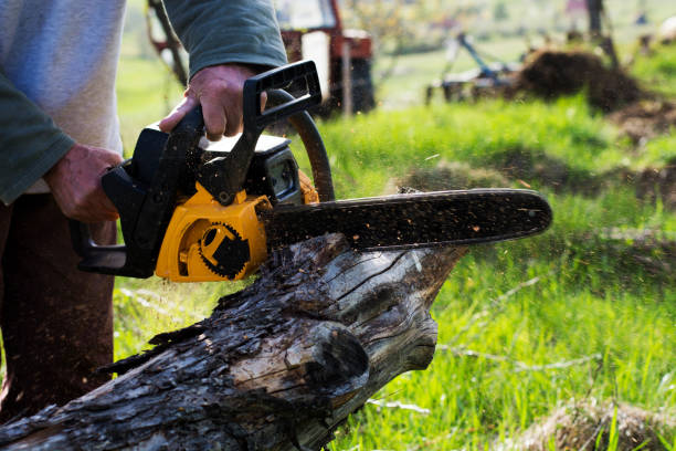 Best Tree Removal  in Bridgeport, PA