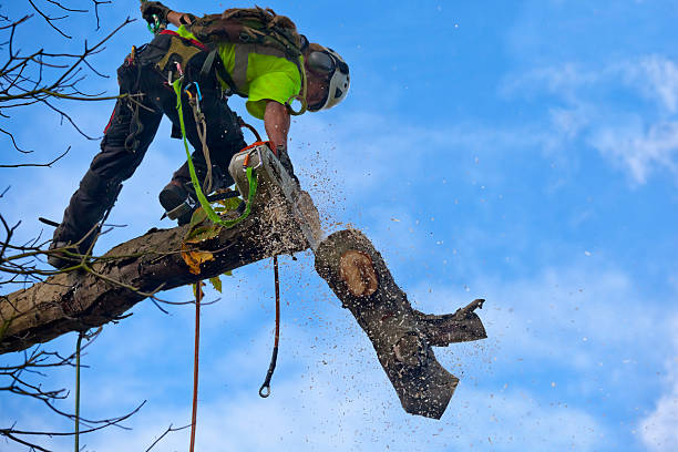 Best Tree Mulching  in Bridgeport, PA