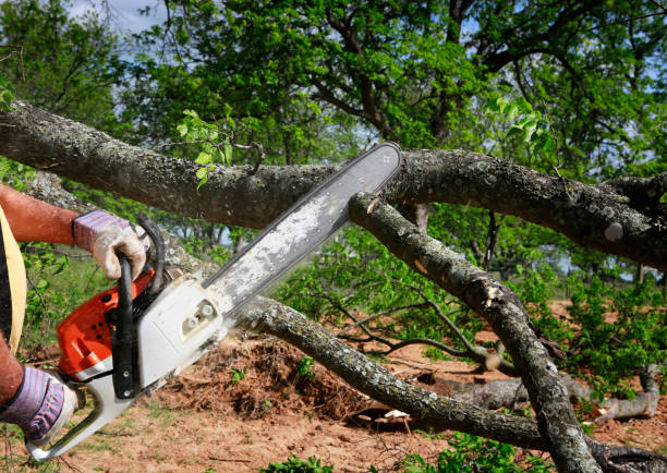 Best Firewood Processing and Delivery  in Bridgeport, PA