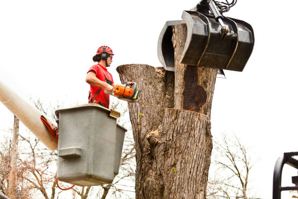  Bridgeport, PA Tree Care Pros